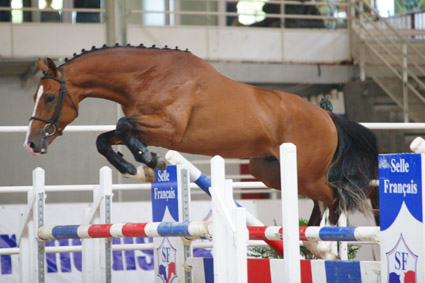 SONY DSC