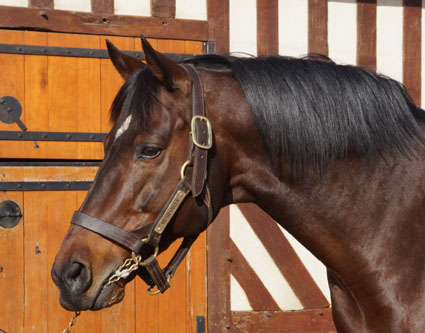 DSC04533 - Copie