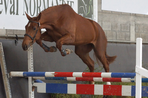 DSC00745 - Copie
