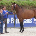 SAINT-LO- Sélection régionale des étalons de 2 ans