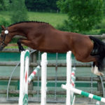 HARAS DU PIN